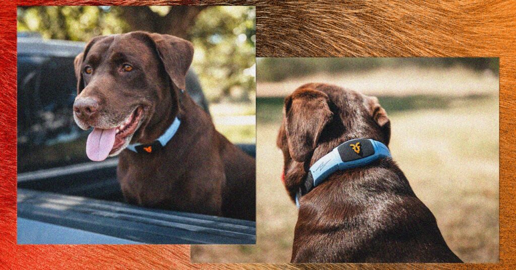 This talking pet collar is like a chatbot for your dog