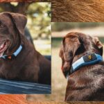 This talking pet collar is like a chatbot for your dog